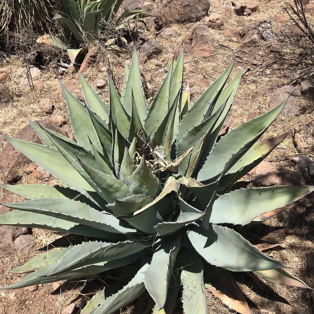 Agave cenizo silvestre durangensis 1