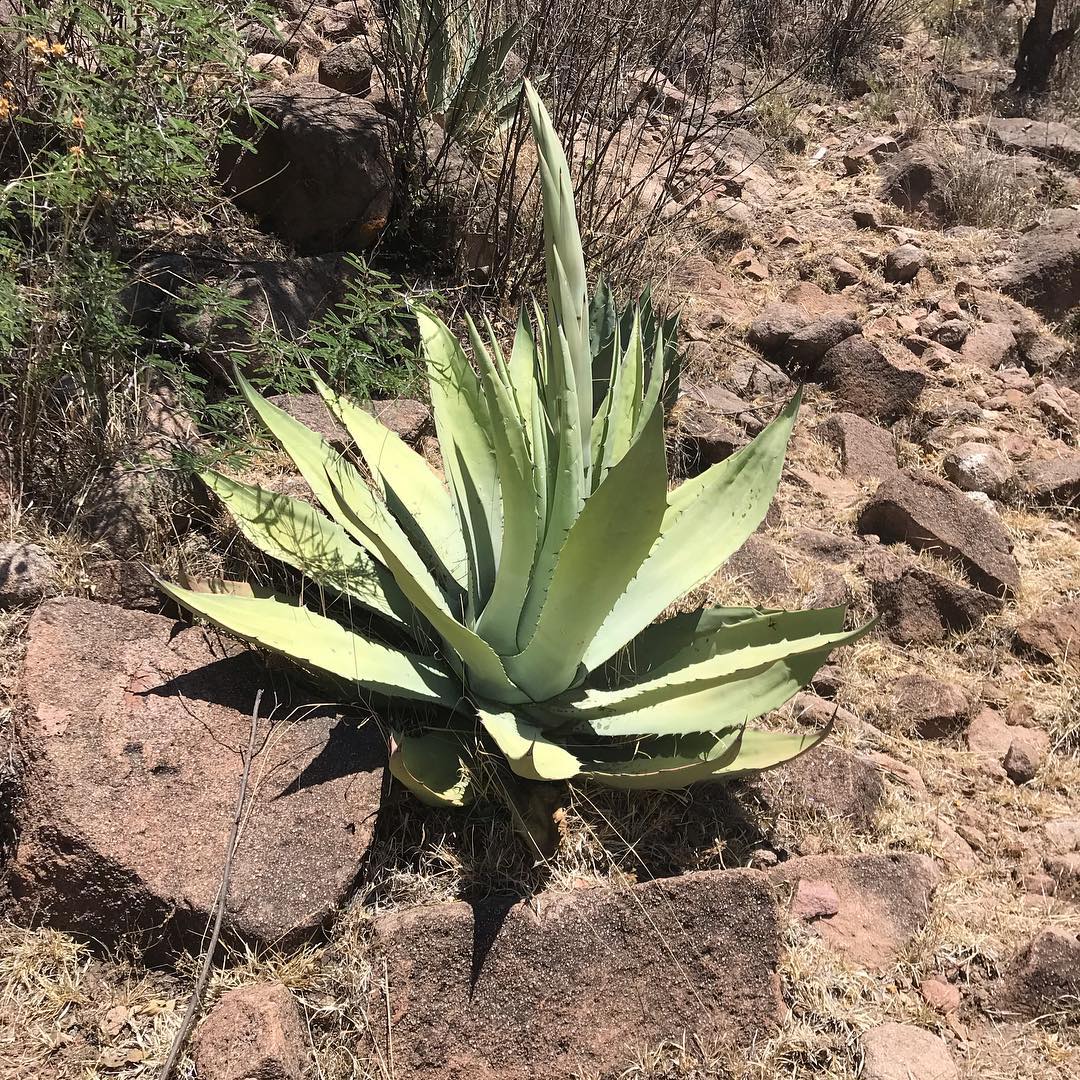 Agave cenizo silvestre durangensis 2