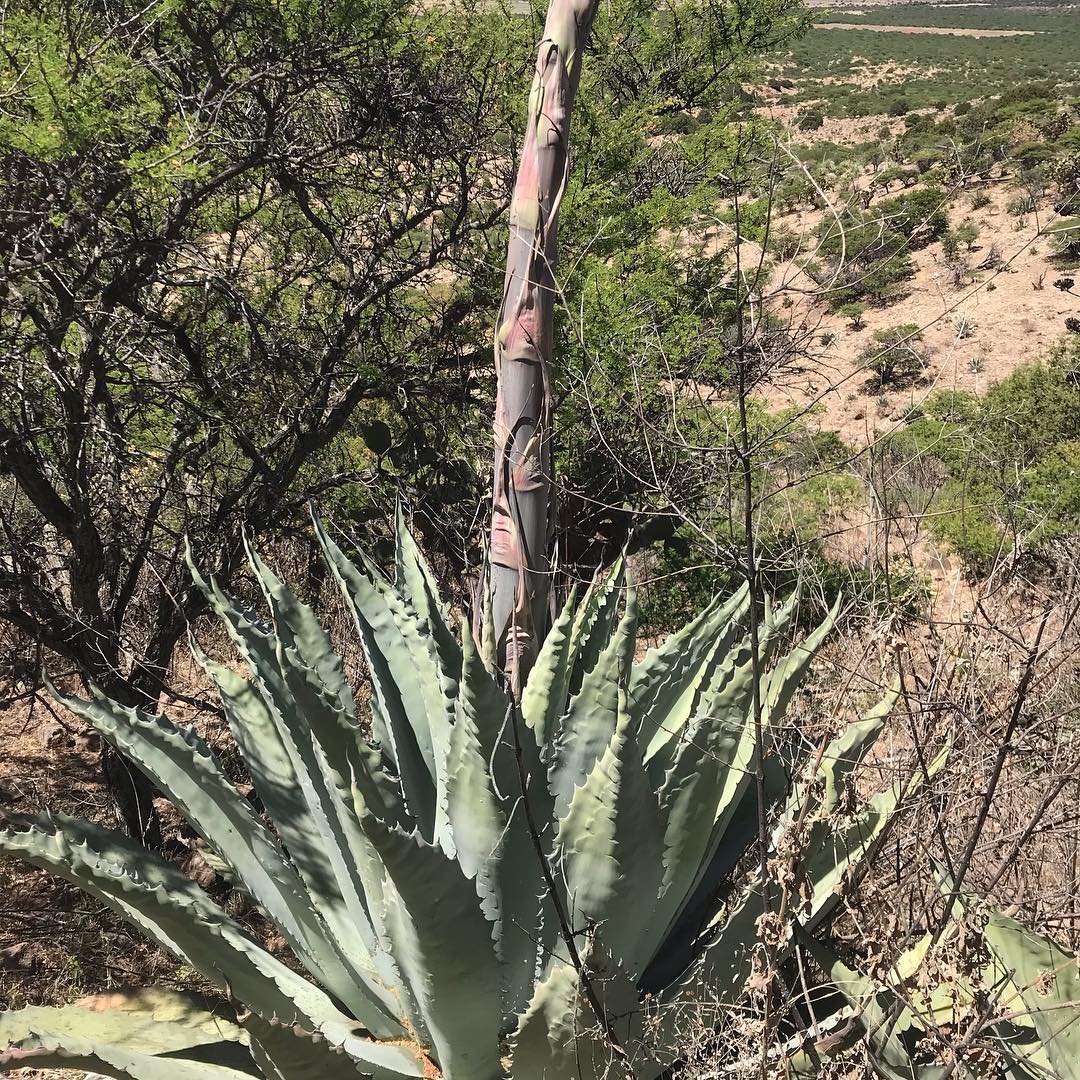 Agave cenizo silvestre durangensis 3