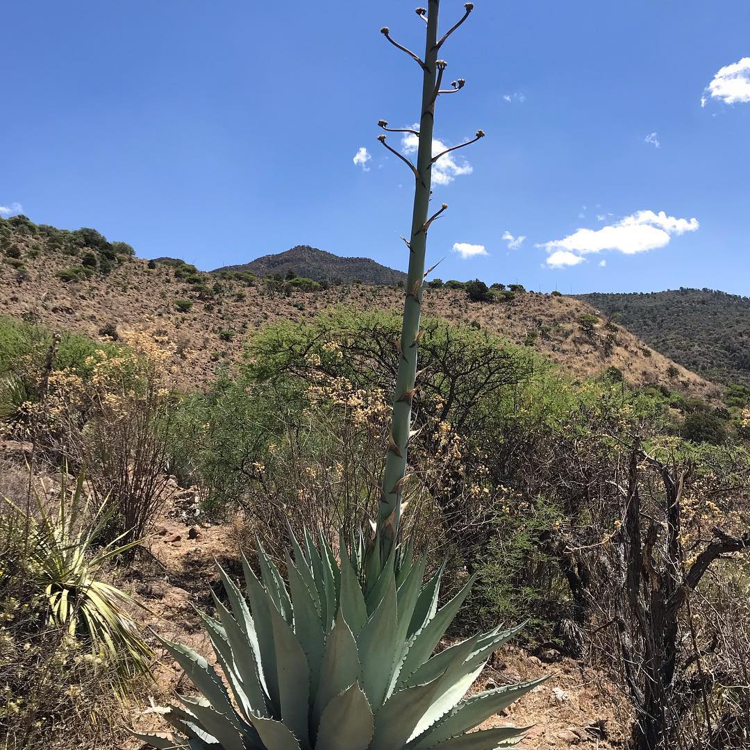 Agave cenizo silvestre durangensis 4