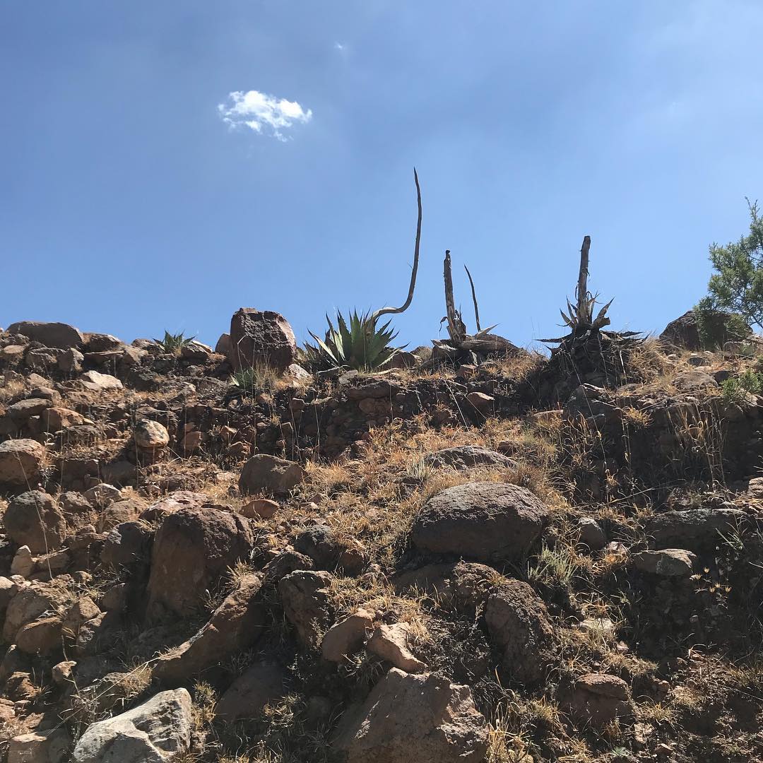 Agave cenizo silvestre durangensis 5