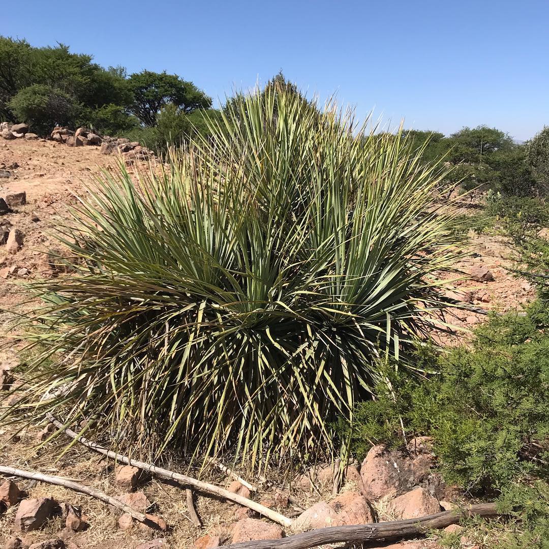 Agave cenizo silvestre durangensis 6