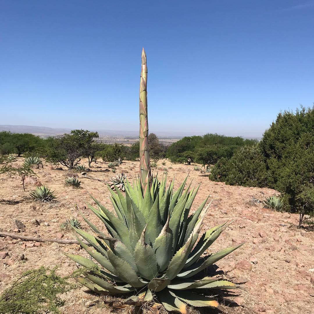 Agave cenizo silvestre durangensis 7