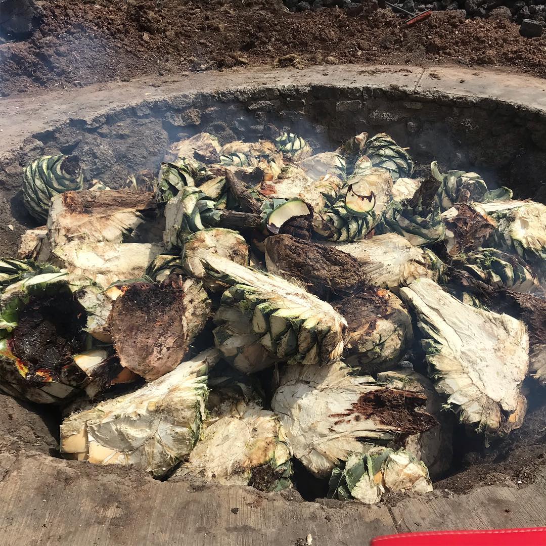 Agave cenizo silvestre durangensis 9