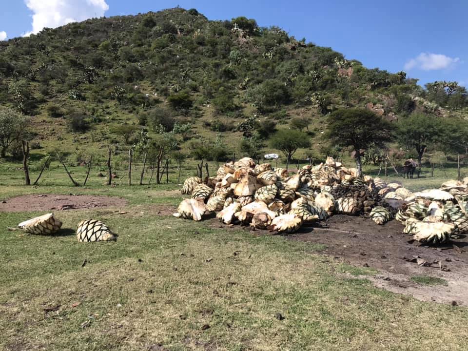Agave cenizo silvestre durangensis 10