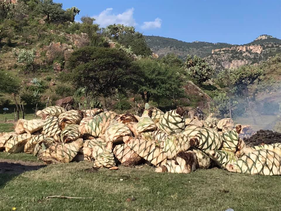 Paisaje agavero — APALUZ Mezcal Durango