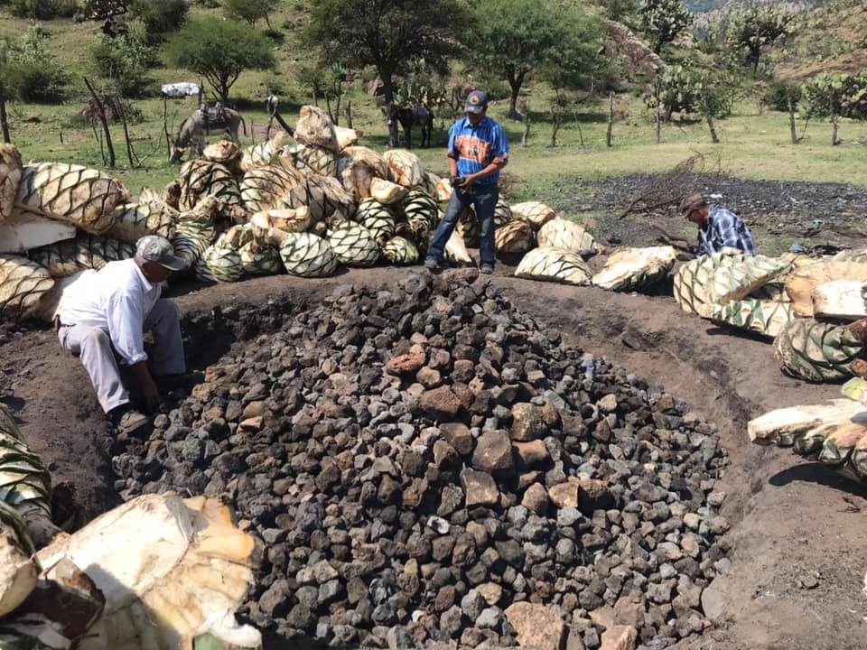 Agave cenizo silvestre durangensis 12