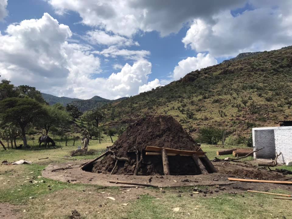 Agave cenizo silvestre durangensis 13