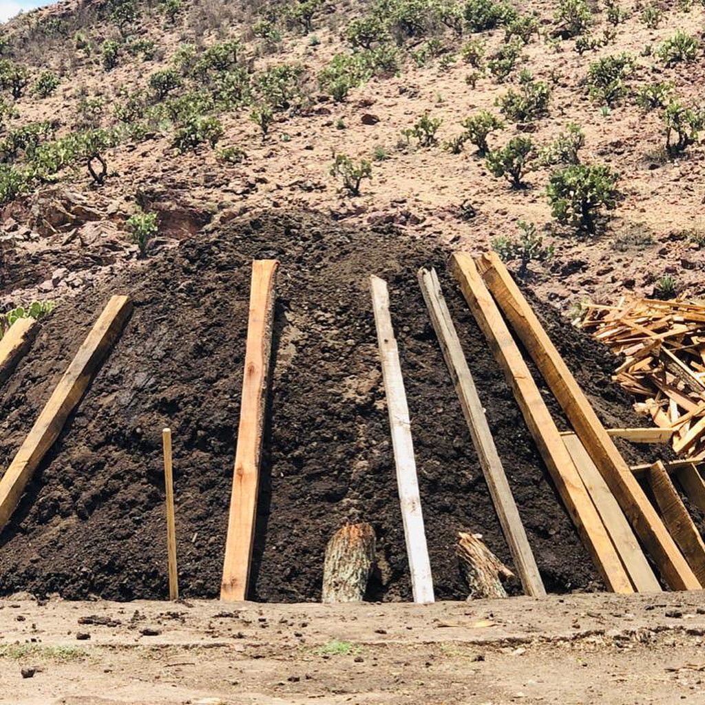 Agave cenizo silvestre durangensis 14