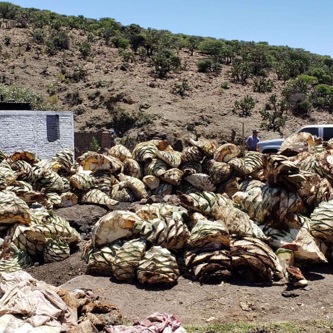 Agave cenizo silvestre durangensis 16