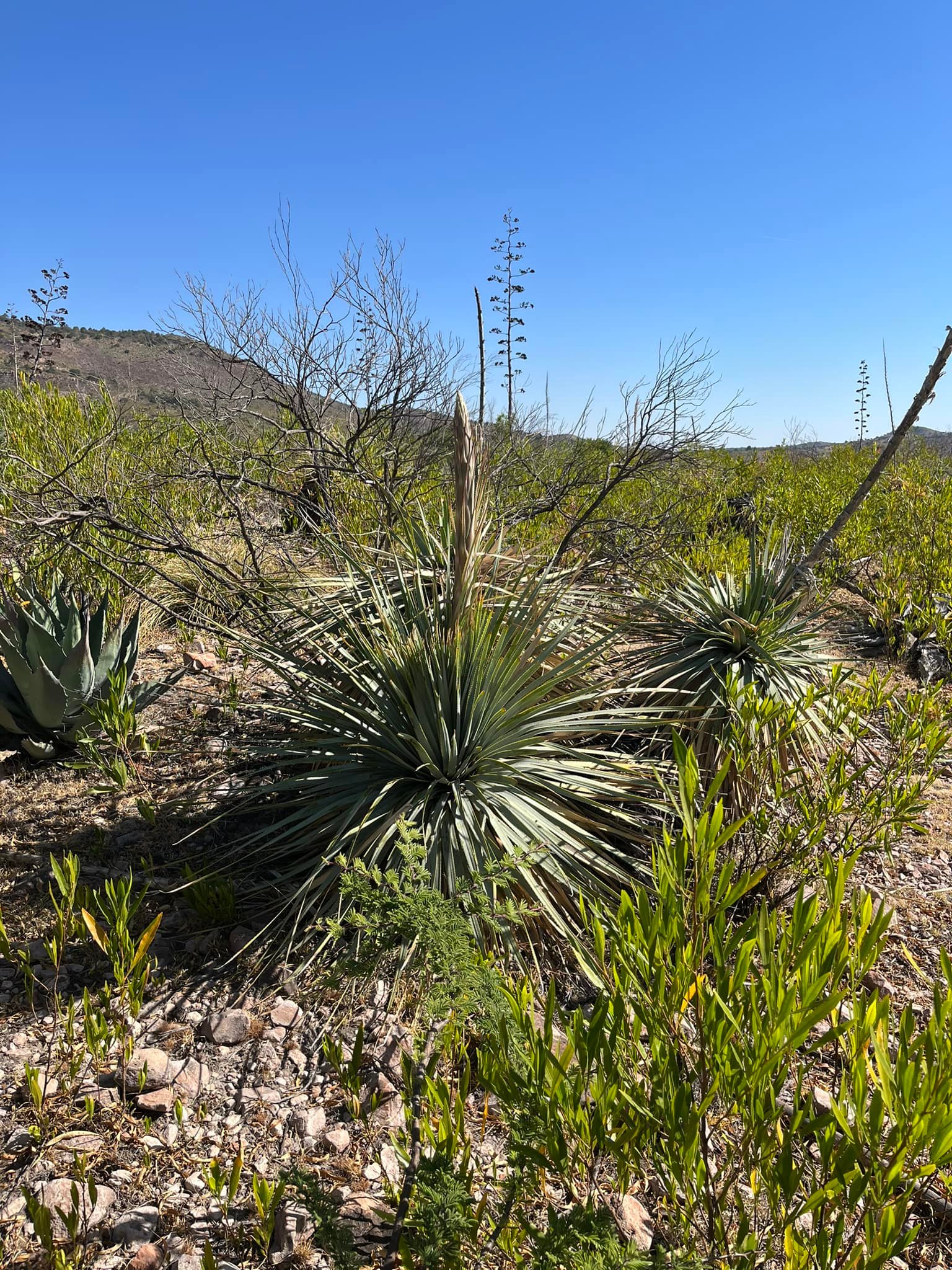 Agave cenizo silvestre durangensis 19