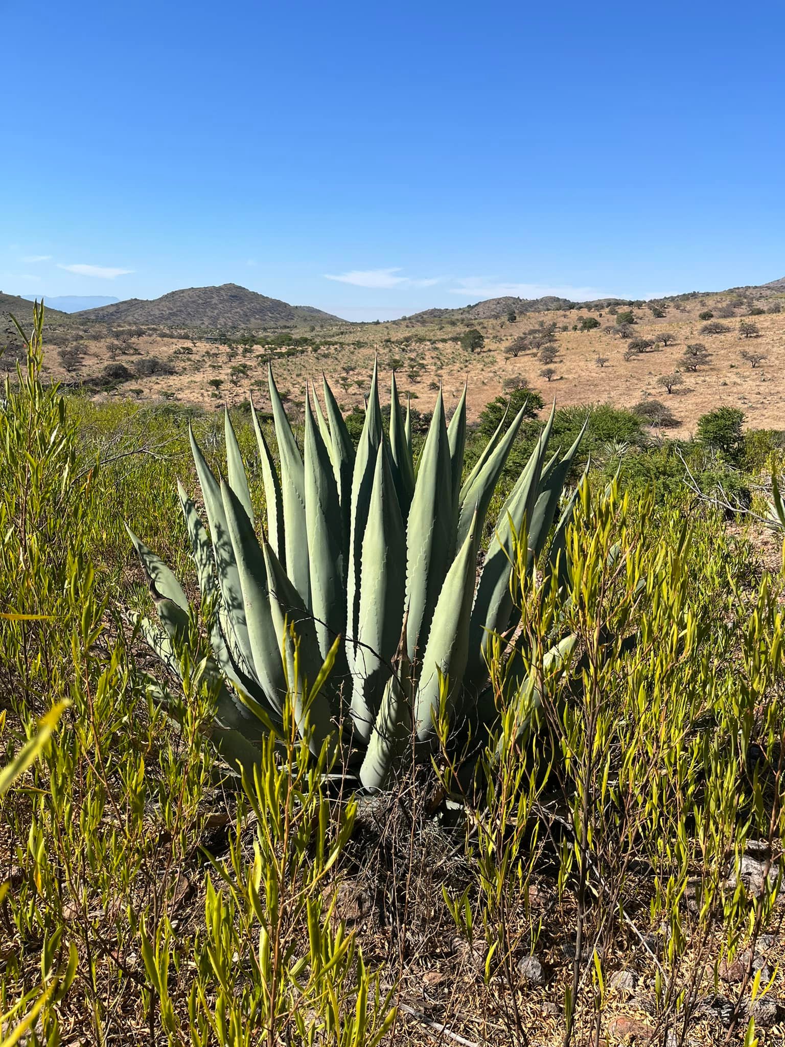 Agave cenizo silvestre durangensis 20