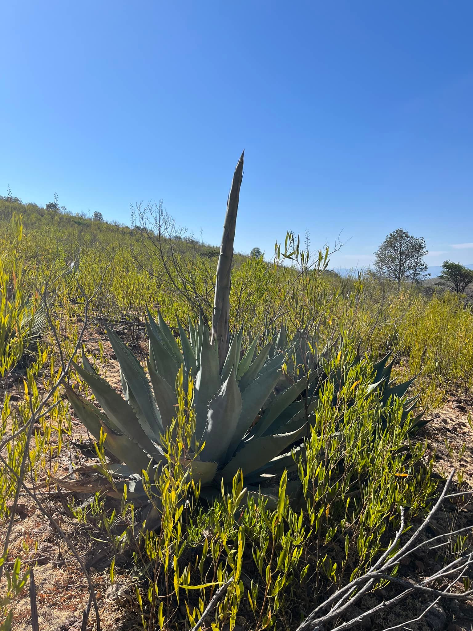Agave cenizo silvestre durangensis 22