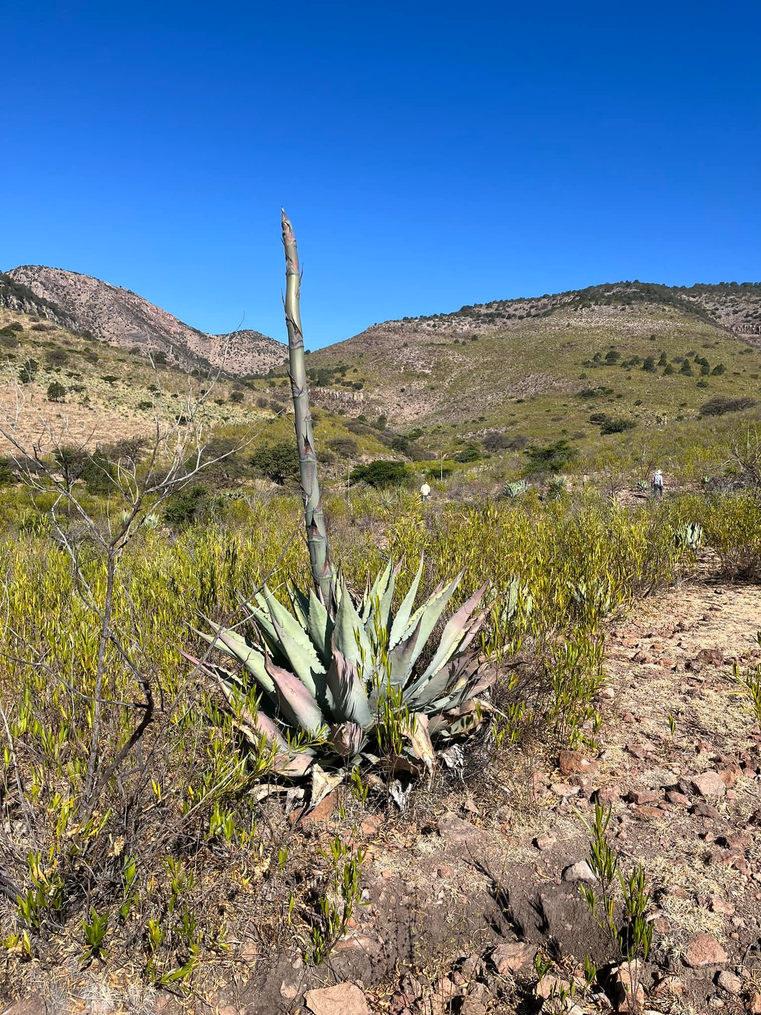 Agave cenizo silvestre durangensis 23