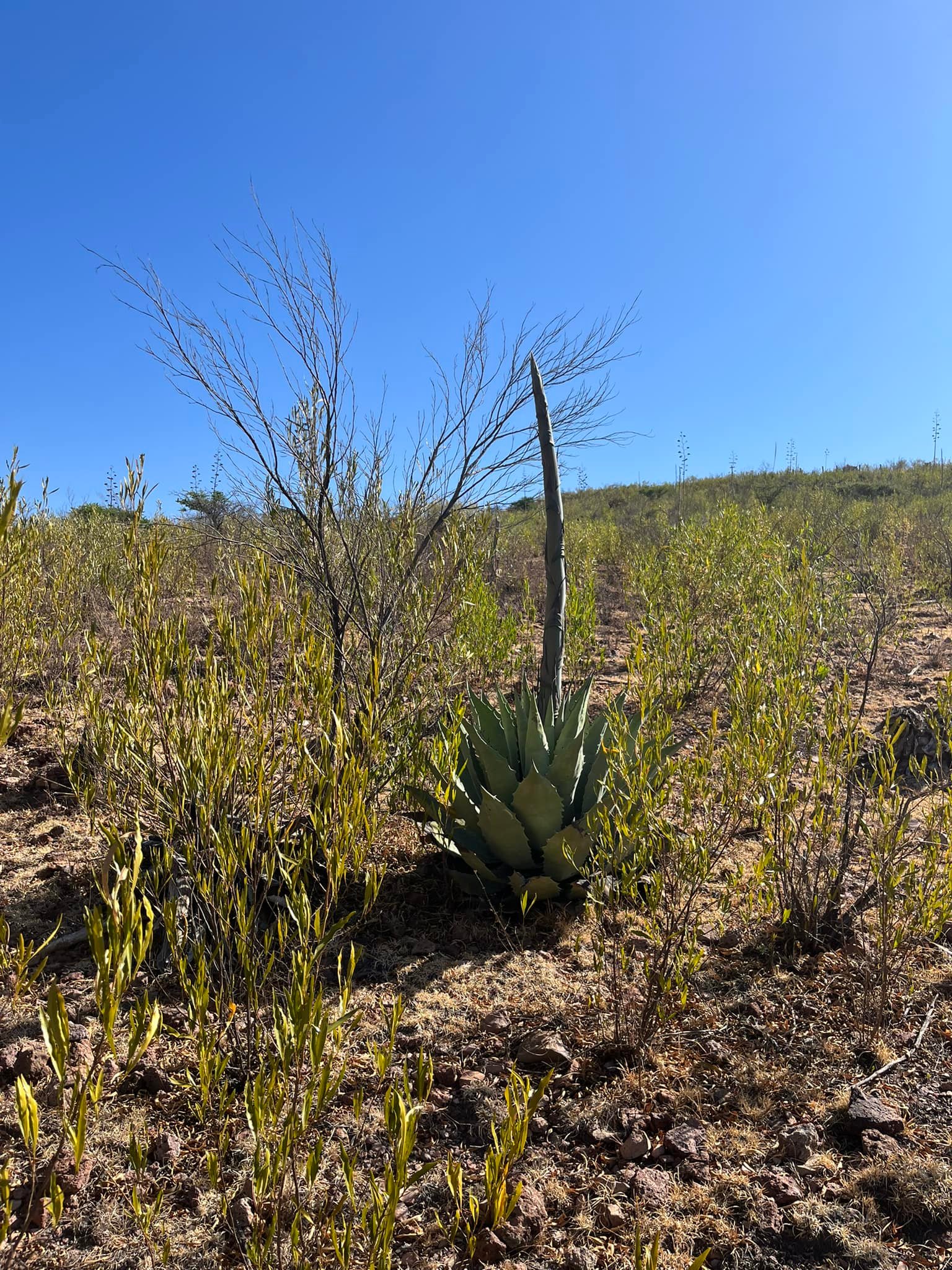 Agave cenizo silvestre durangensis 24