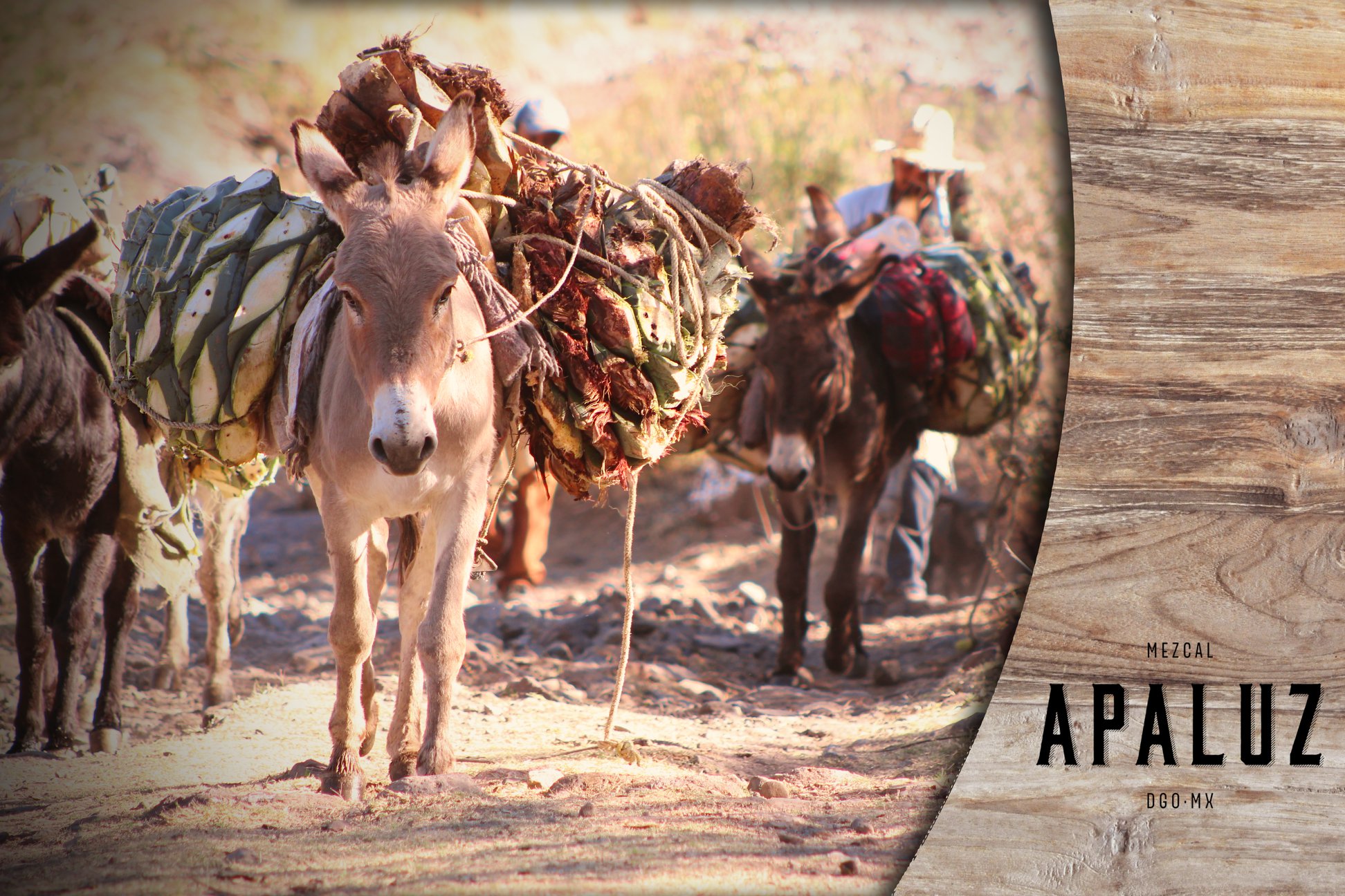 APALUZ Fotografía artística 9