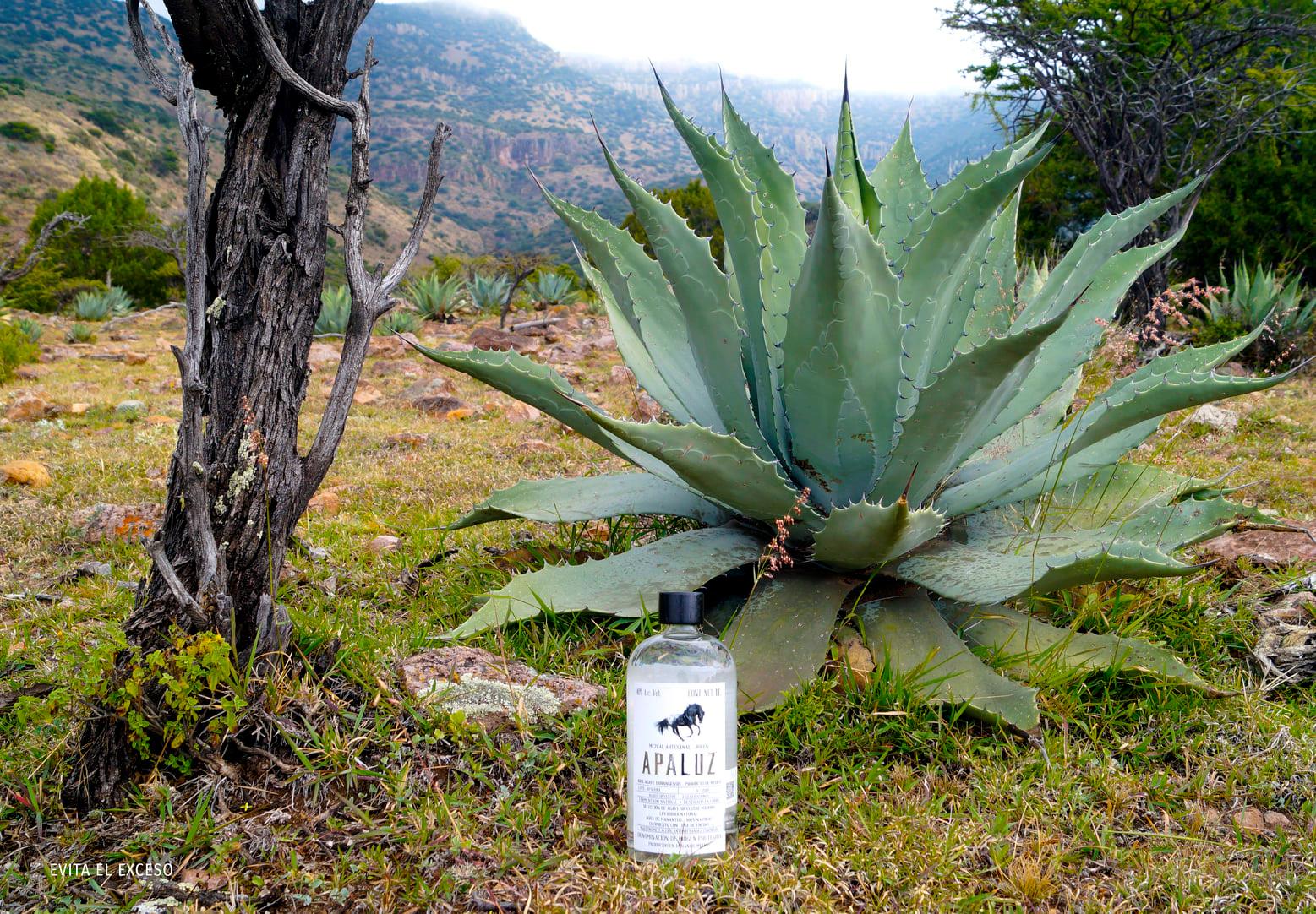 APALUZ Fotografía artística 17