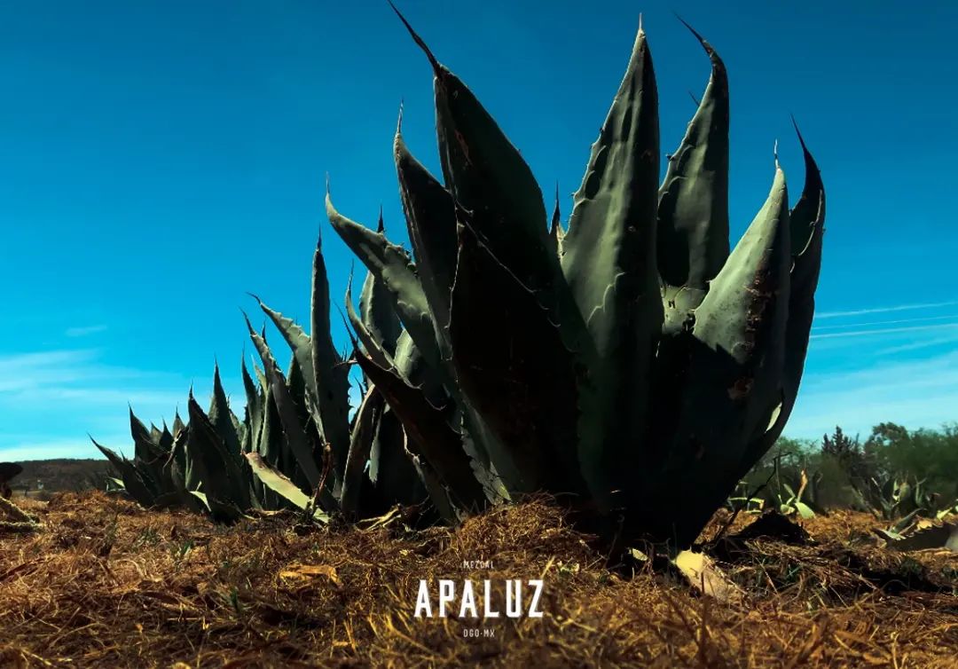 APALUZ Fotografía artística 20