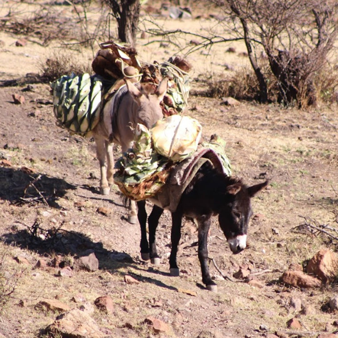 Cosecha agave cenizo Durango